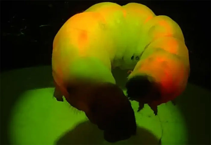 Picture 1 of The quantum silkworm releases a glowing silk thread