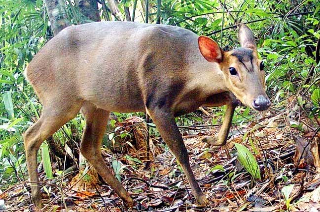 Picture 1 of The rarest animal in the world, only found in Vietnam