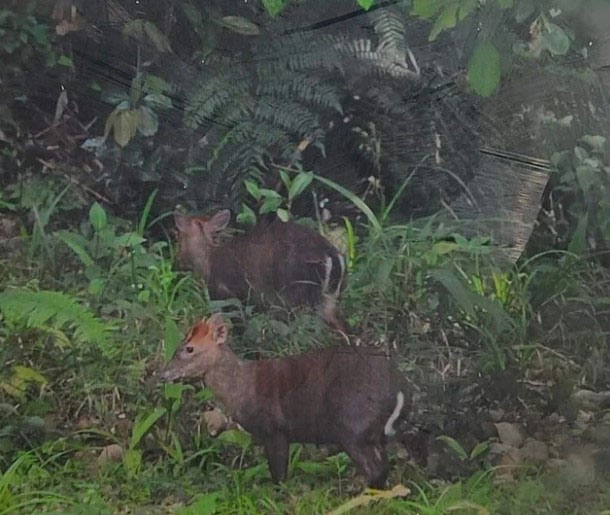 Picture 2 of The rarest animal in the world, only found in Vietnam