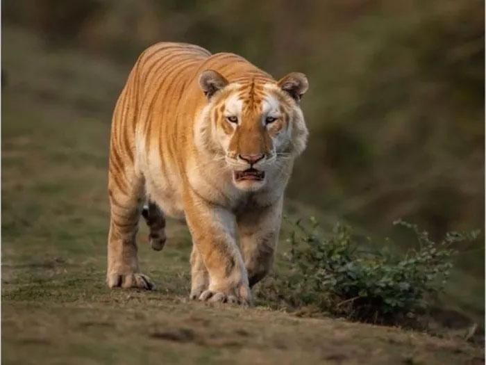 Picture 1 of The rarest animal on the planet, there are only 30 individuals in the world