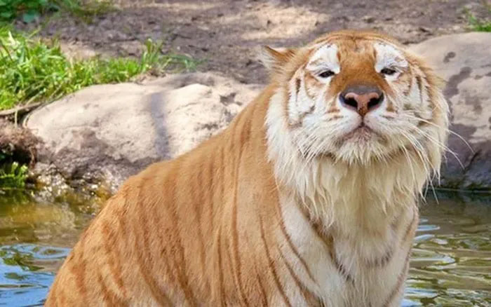 Picture 2 of The rarest animal on the planet, there are only 30 individuals in the world