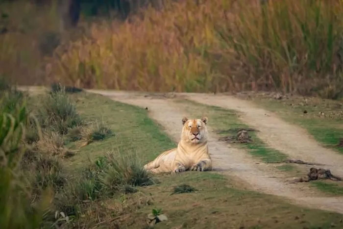 Picture 3 of The rarest animal on the planet, there are only 30 individuals in the world