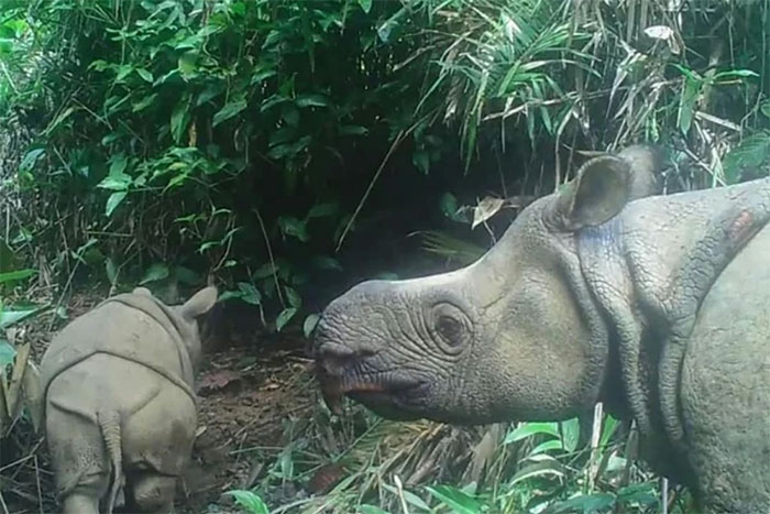 Picture 1 of The rarest animal on the planet, there are only 80 left in the world
