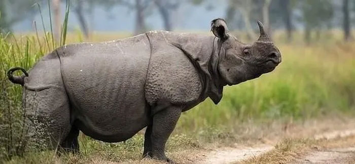 Picture 2 of The rarest animal on the planet, there are only 80 left in the world