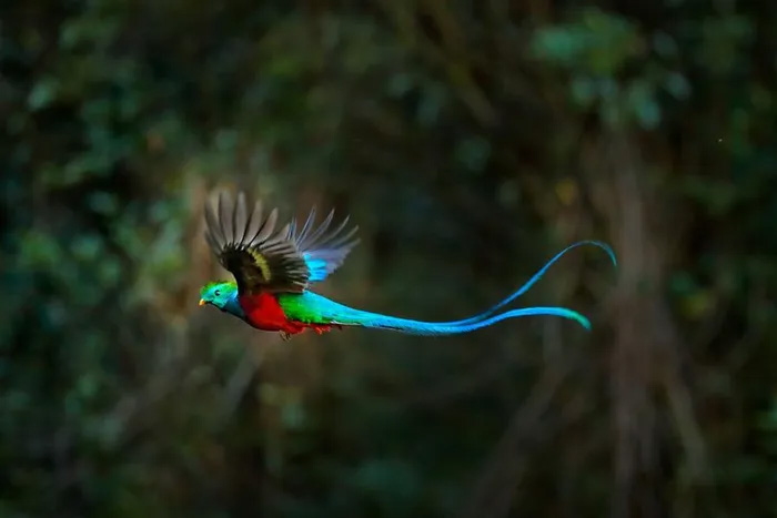 Picture 2 of The rarest bird in the world cannot be imprisoned for special reasons