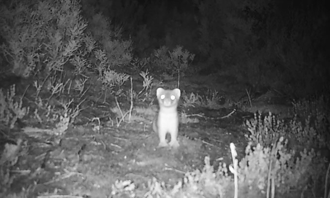 Picture 1 of The reason New Zealand spent 300,000 USD to kill a mink