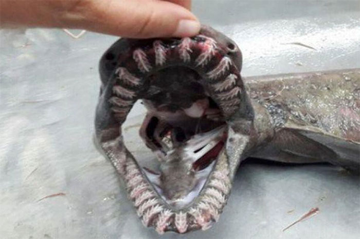 Picture 2 of The 'sea monster' market has 300 teeth
