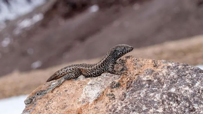 Picture 1 of The secret of cold-blooded animals' 'young and old forever'