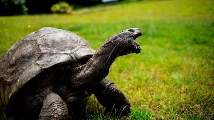 Picture 2 of The secret of cold-blooded animals' 'young and old forever'