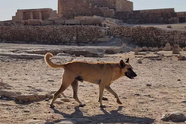 The secret of the dog barking on top of the pyramid in Egypt Picture 1
