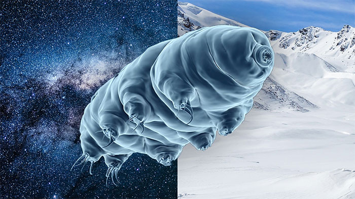 Picture 2 of The Secret of the Immortal Tardigrade: A Creature That Fears No Challenge!