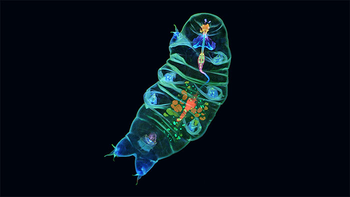 Picture 4 of The Secret of the Immortal Tardigrade: A Creature That Fears No Challenge!