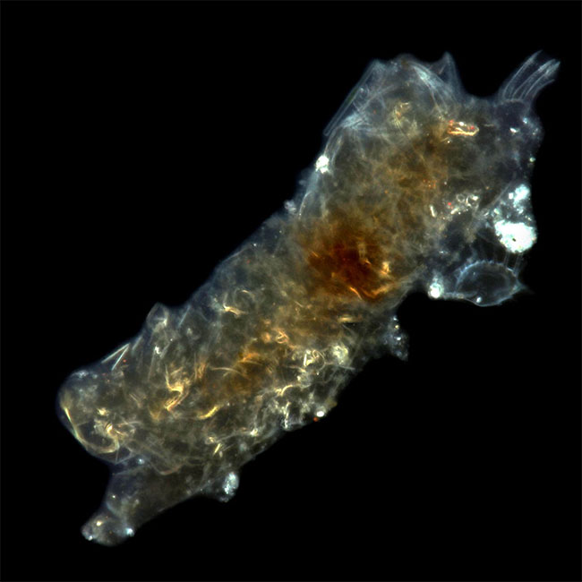 Picture 5 of The Secret of the Immortal Tardigrade: A Creature That Fears No Challenge!