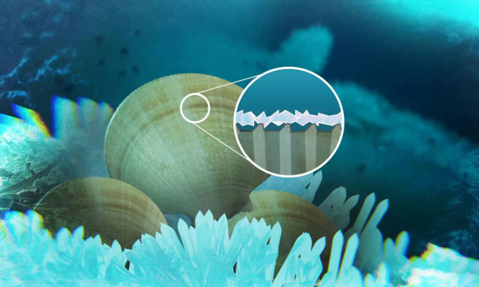 The secret to helping Antarctic scallops not freeze Picture 1