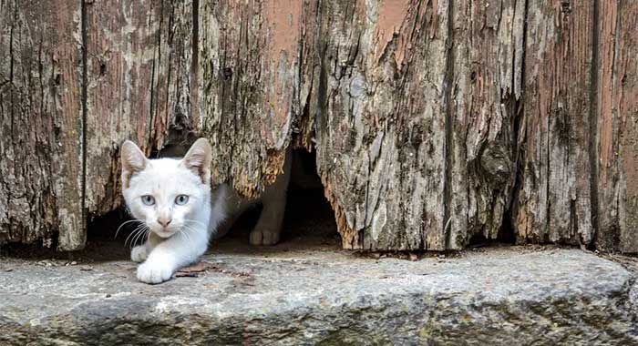 Picture 2 of The secret to helping cats 'flow' like liquid through very narrow spaces