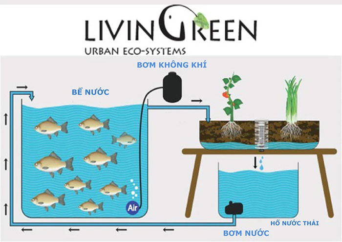 Picture 3 of The secret to helping Israel raise fish in the desert