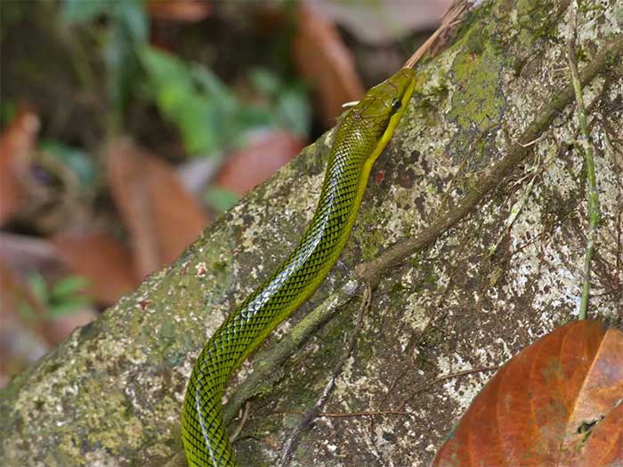 Picture 4 of The snake has a scary name and resembles a poisonous snake but is harmless