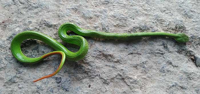 Picture 5 of The snake has a scary name and resembles a poisonous snake but is harmless