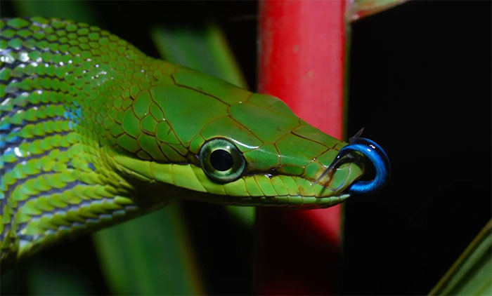 Picture 6 of The snake has a scary name and resembles a poisonous snake but is harmless