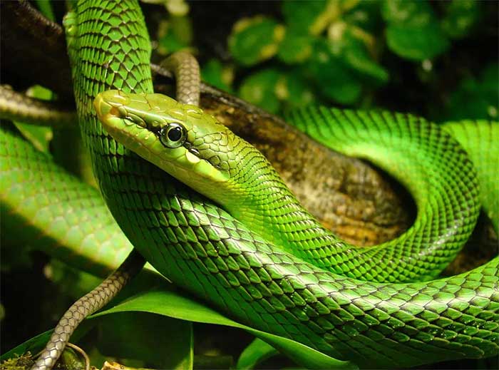 Picture 7 of The snake has a scary name and resembles a poisonous snake but is harmless