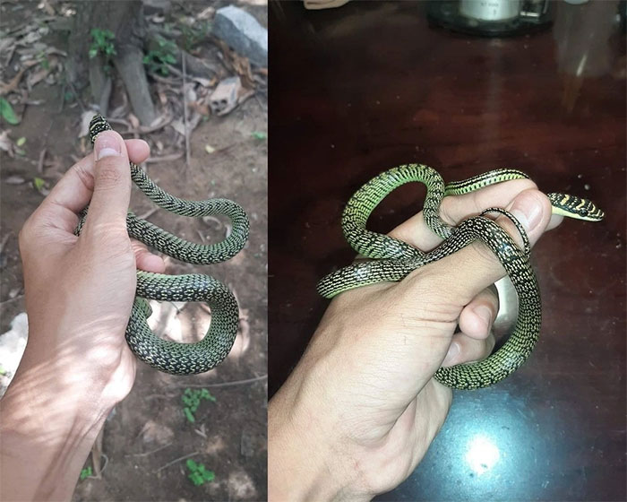 Picture 2 of The snake is harmless but is often misunderstood as extremely poisonous in Vietnam