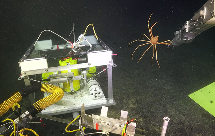Picture 3 of The story of the crab and the seismometer on the ocean floor