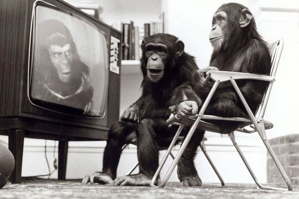 Picture 1 of The story of the 'human chimpanzee': Walking on two legs, liking women and the tragedy of the end of life