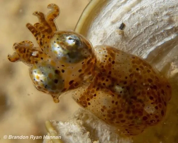 Picture 2 of The strange behavior of a newly discovered squid species is extremely small, only 1cm