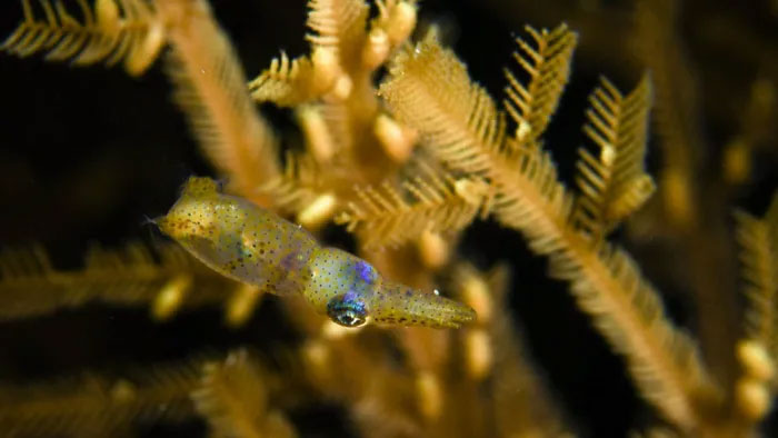 Picture 4 of The strange behavior of a newly discovered squid species is extremely small, only 1cm