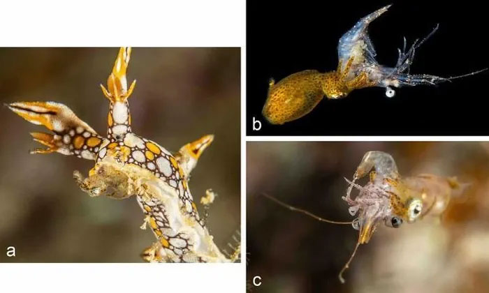 Picture 5 of The strange behavior of a newly discovered squid species is extremely small, only 1cm
