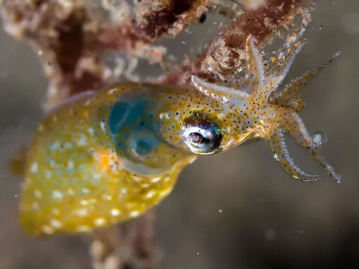 Picture 6 of The strange behavior of a newly discovered squid species is extremely small, only 1cm
