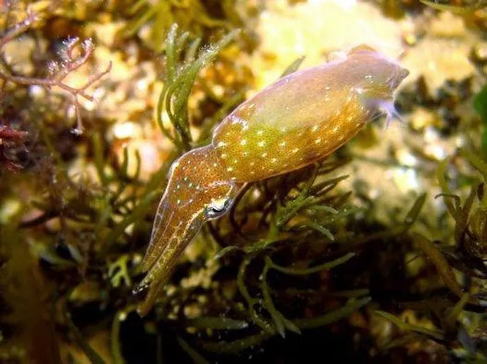 Picture 7 of The strange behavior of a newly discovered squid species is extremely small, only 1cm