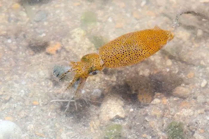 Picture 8 of The strange behavior of a newly discovered squid species is extremely small, only 1cm