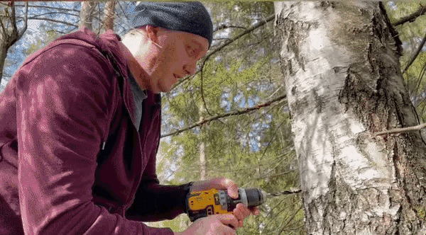 The strange 'coconut water' that flows from the trunk of a birch tree, a popular drink in Finland Picture 1