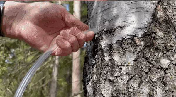 The strange 'coconut water' that flows from the trunk of a birch tree, a popular drink in Finland Picture 2
