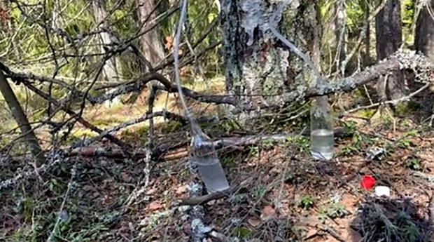 The strange 'coconut water' that flows from the trunk of a birch tree, a popular drink in Finland Picture 3
