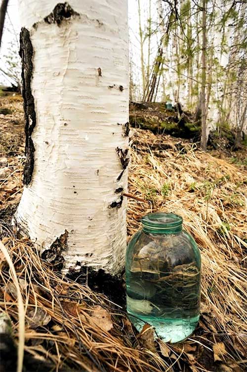 The strange 'coconut water' that flows from the trunk of a birch tree, a popular drink in Finland Picture 4