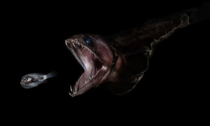 Picture 1 of The strange fish can swallow prey 10 times heavier than itself