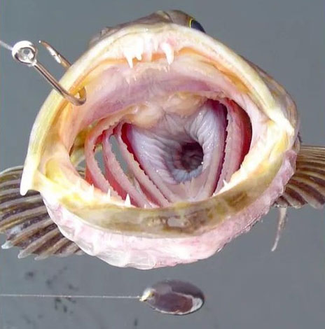 The strange fish has up to 555 teeth... and loses 20 of them every day Picture 1