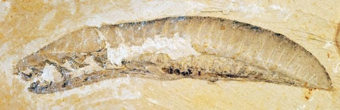 Picture 2 of The strange sea monster can be the 'ancestor' of all creatures on the planet
