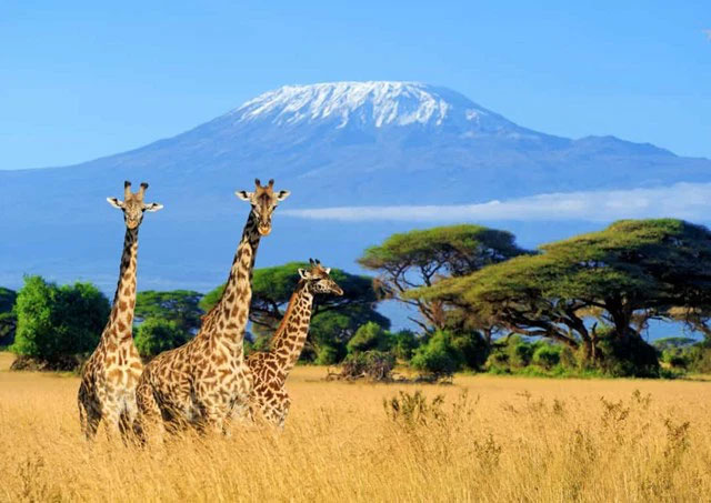 Picture 1 of The strangest acts in the animal kingdom