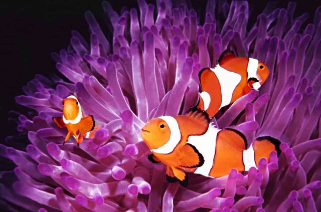 Picture 10 of The strangest acts in the animal kingdom