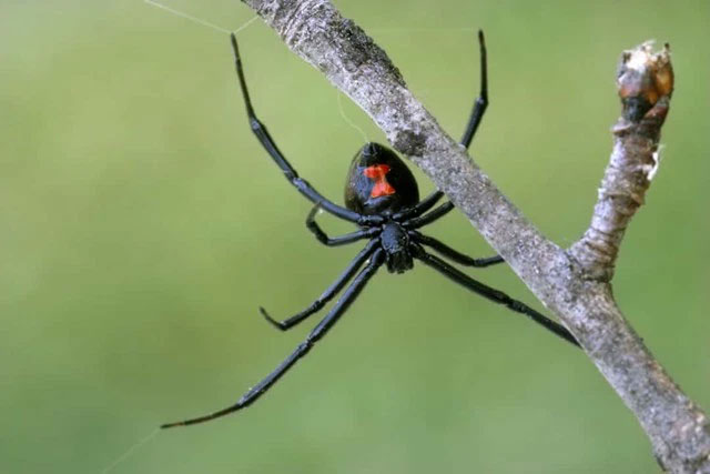 Picture 11 of The strangest acts in the animal kingdom