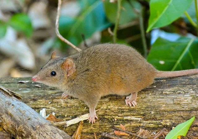Picture 12 of The strangest acts in the animal kingdom