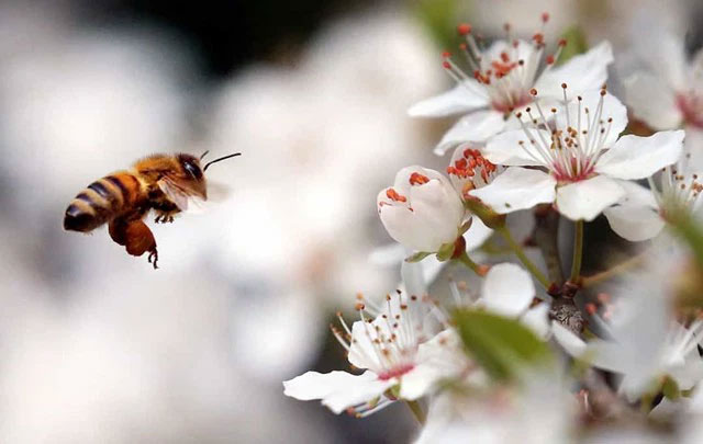 Picture 13 of The strangest acts in the animal kingdom