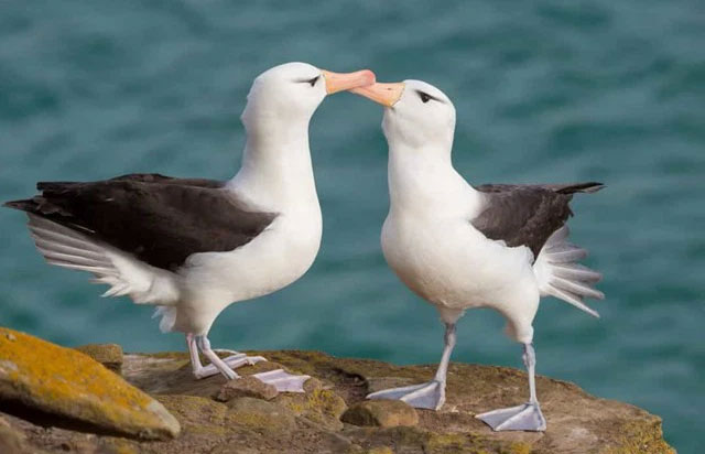 Picture 14 of The strangest acts in the animal kingdom