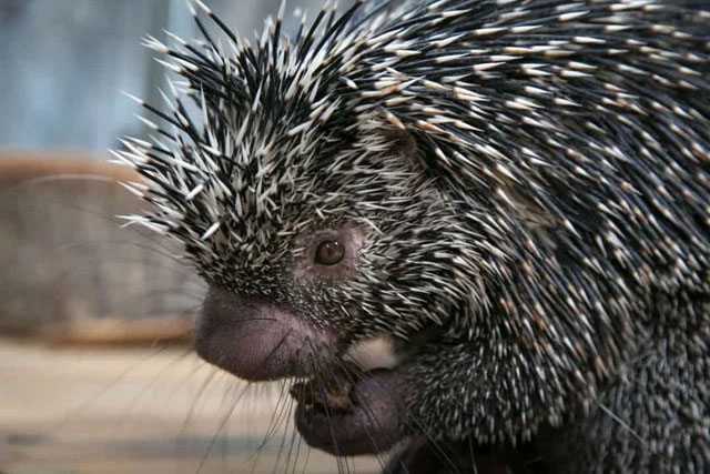 Picture 15 of The strangest acts in the animal kingdom