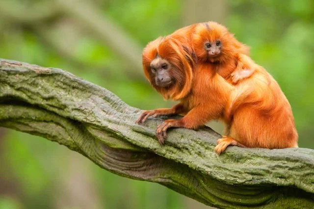 Picture 2 of The strangest acts in the animal kingdom