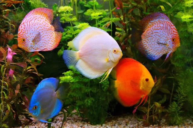 Picture 3 of The strangest acts in the animal kingdom