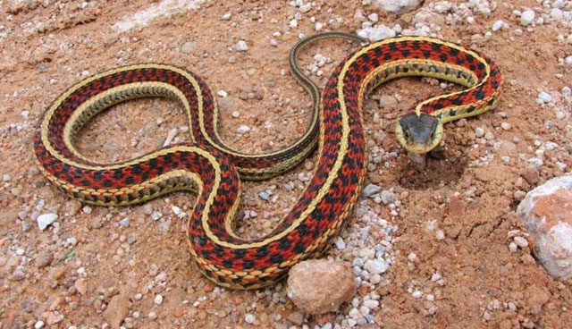 Picture 4 of The strangest acts in the animal kingdom